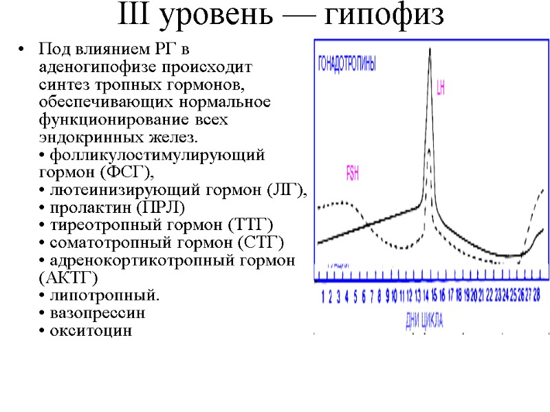 III уровень — гипофиз Под влиянием РГ в аденогипофизе происходит синтез тропных гормонов, обеспечивающих III уровень — гипофиз Под влиянием РГ в аденогипофизе происходит синтез тропных гормонов, обеспечивающих